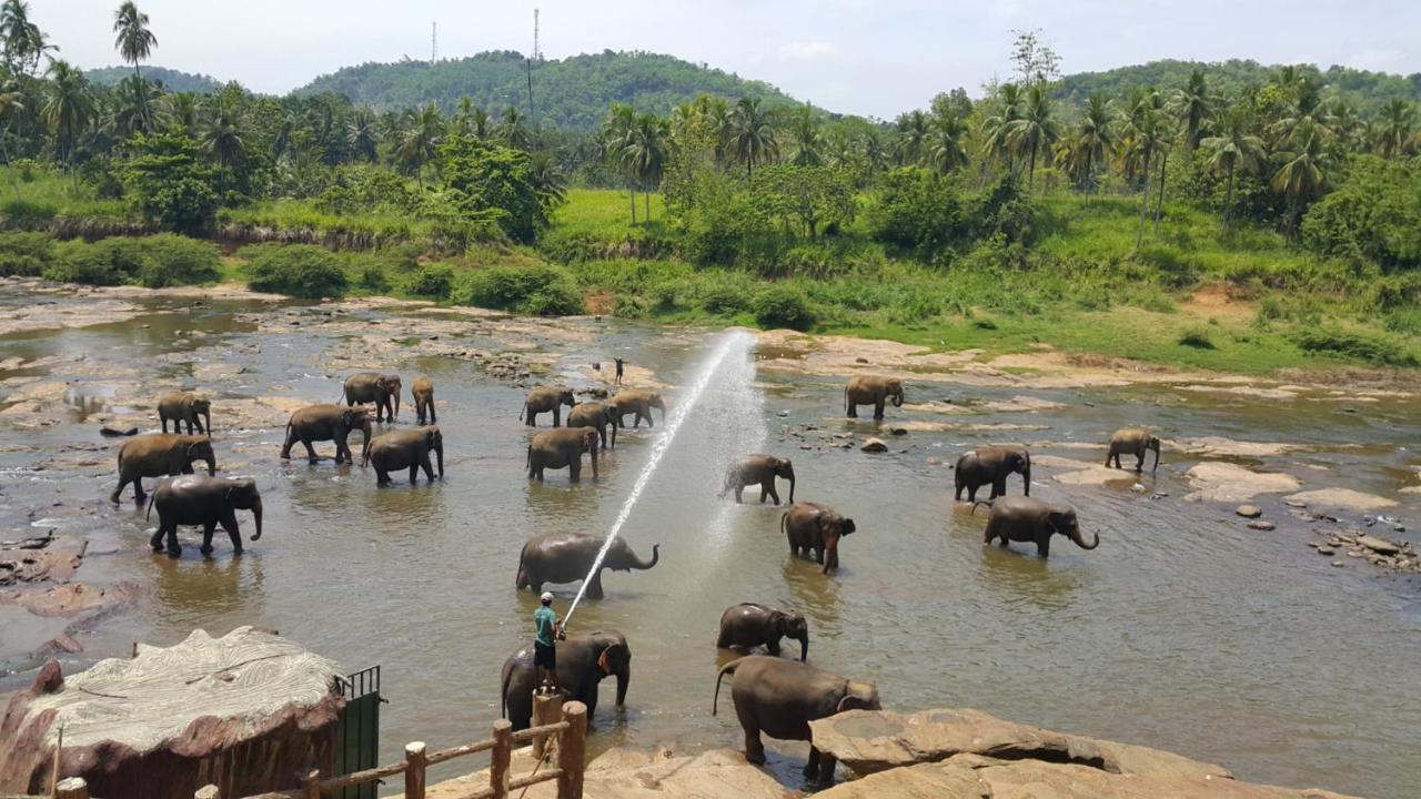 Peacock Village Pinnawala - Offer Alert! Elephant Welfare Program Exterior photo