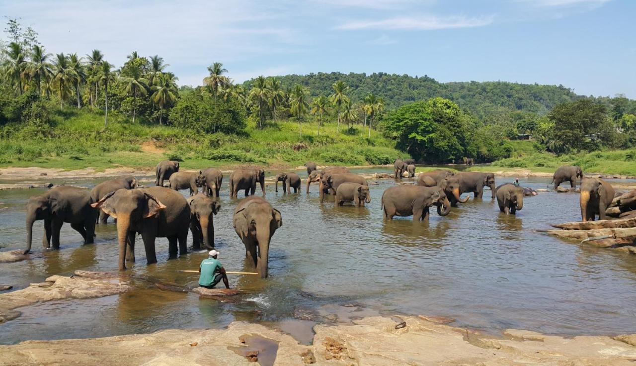 Peacock Village Pinnawala - Offer Alert! Elephant Welfare Program Exterior photo